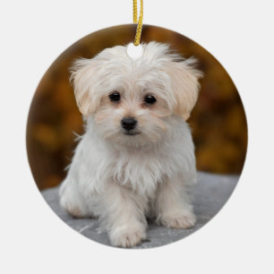 Ornamento De Cerâmica Cão-Puppinho Branco Maltês Fluffy