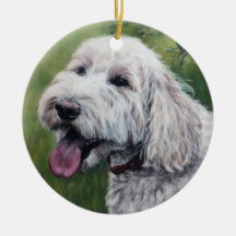 Cãozinho branco de Goldendoodle