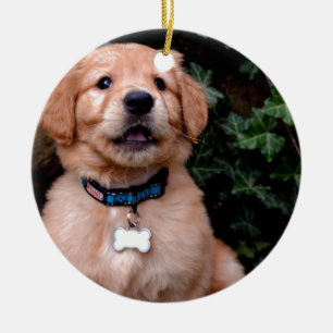 Ornamento De Cerâmica Cãozinho-Ouro-do-cão-gato-do-vômito