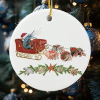 Caranguejo Ermitão de Camarão de Natal Crustáceo S