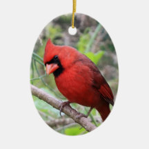 Cardeal do norte -- Pássaro tradicional do Natal