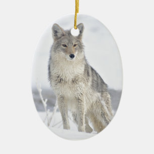 Ornamento De Cerâmica Chacal na neve em Yellowstone