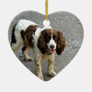 Ornamento De Cerâmica cheio do spaniel inglês springer.png