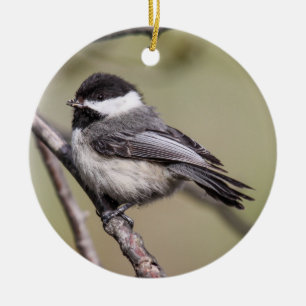 Ornamento De Cerâmica Chickadee Preto-tampado