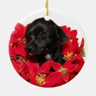 Ornamento De Cerâmica Chihuahua filhote de Natal