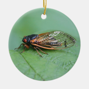 Ornamento De Cerâmica Cicada Foto