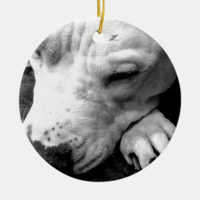 Ornamento De Cerâmica cicatriz do harry potter cachorro pit bull branco (Frente)