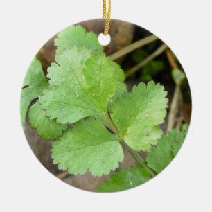 Ornamento De Cerâmica Cilantro