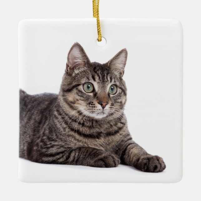Ornamento De Cerâmica Cinza Tabby Cat (Frente)
