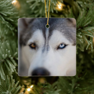 Ornamento De Cerâmica Closeup Stoic Gaze de um Alasca Malamute