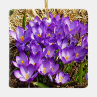 Cluster de Crocos Roxos Primavera Floral