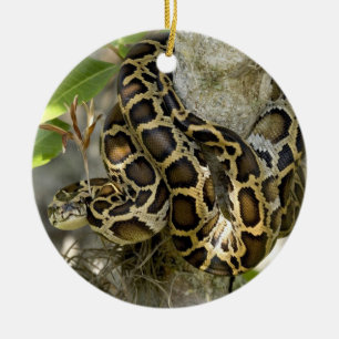 Ornamento De Cerâmica Cobra de Python birmanês numa árvore
