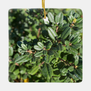Ornamento De Cerâmica Coffeeberry