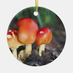 Ornamento De Cerâmica cogumelo da família Amanita