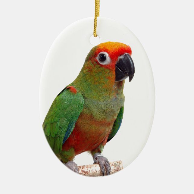 Ornamento De Cerâmica conure Ouro-tampado (Frente)