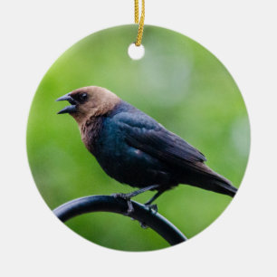 Ornamento De Cerâmica Cowbird Calling