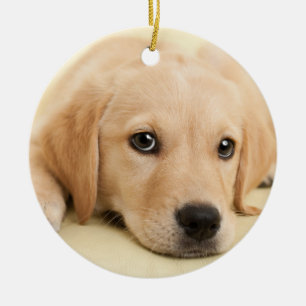 Ornamento De Cerâmica Crie Sua Própria Foto Personalizada de Animal de E