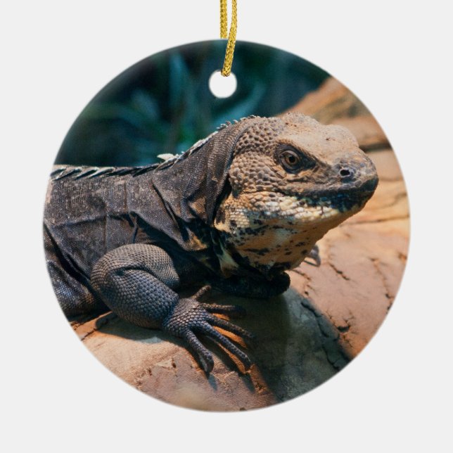 Ornamento De Cerâmica Ctenosaura melanosterna (Frente)