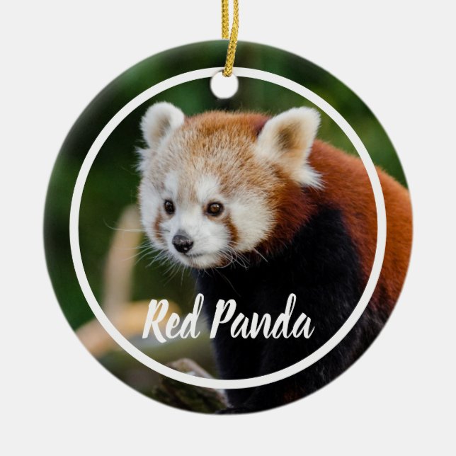 Ornamento De Cerâmica Cute Red Panda Frame (Frente)