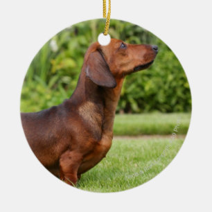 Ornamento De Cerâmica Dachshund diminuto Liso-de cabelo