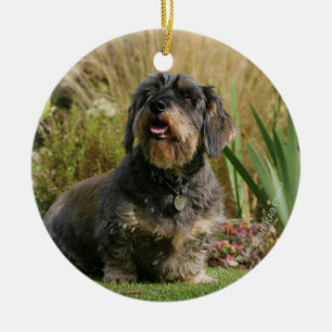 Ornamento De Cerâmica Dachshund padrão Fio-de cabelo
