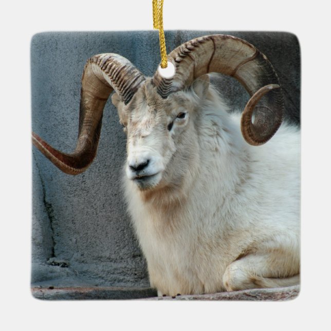 Ornamento De Cerâmica Dall Sheep Ornament (Frente)