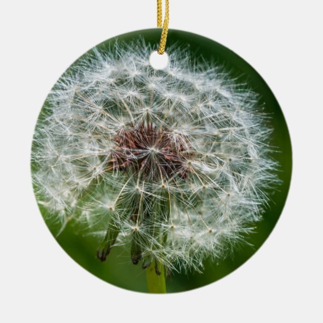 Ornamento De Cerâmica Dandelion Na Luz (Frente)