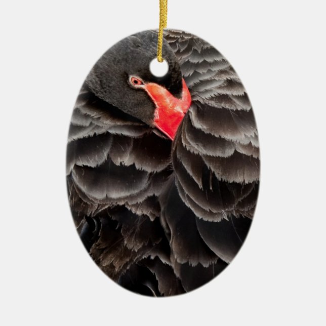 Ornamento De Cerâmica Descanso da cisne preta (Frente)