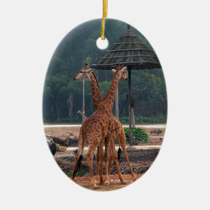 Ornamento De Cerâmica Duas girafas se confortando em um zoológico