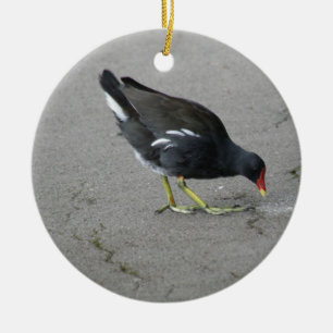 Ornamento De Cerâmica Engraçado Moorhen Tome um Arco Personalizado Aniv