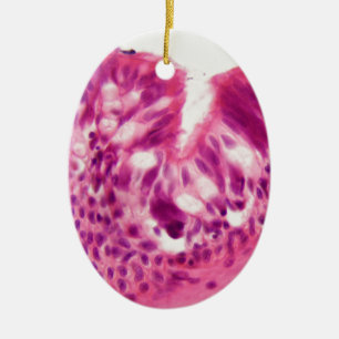 Ornamento De Cerâmica Epitélio Ciliated sob o microscópio