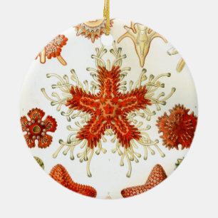 Ornamento De Cerâmica ernst haeckel trabalho de arte