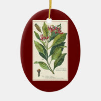 Ervas e especiarias alimentares vintage, planta de