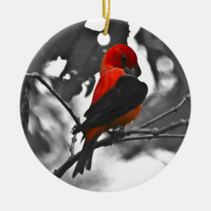 Ornamento De Cerâmica Escarlate de Tanager masculino