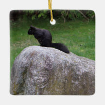 Esquilo Negro Bonito em Esquilos Natureza Rock