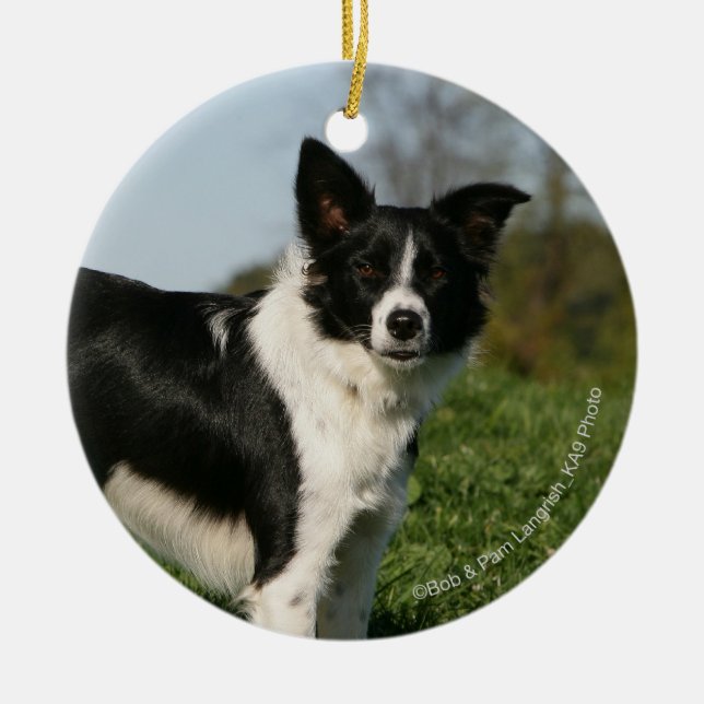 Ornamento De Cerâmica Estar de border collie (Frente)