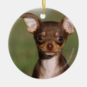 Ornamento De Cerâmica Filhote de cachorro da chihuahua que olha a câmer