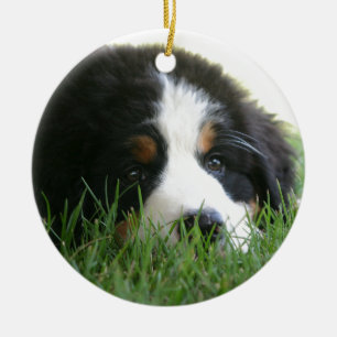Ornamento De Cerâmica Filhote de cachorro de Bernese