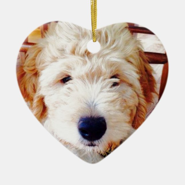 Ornamento De Cerâmica Filhote de cachorro de Goldendoodle (Frente)