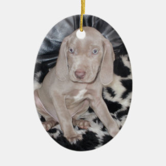 Ornamento De Cerâmica Filhote de cachorro de Weimaraner