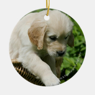 Ornamento De Cerâmica Filhote de cachorro do golden retriever na cesta