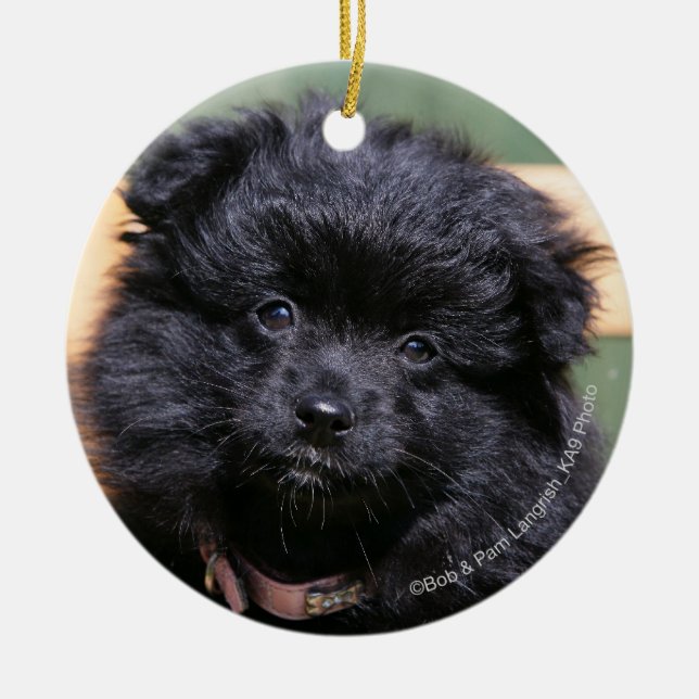 Ornamento De Cerâmica Filhote de cachorro preto de Pomeranian (Frente)