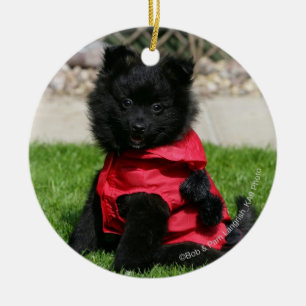 Ornamento De Cerâmica Filhote de cachorro preto de Pomeranian que olha a