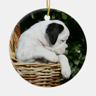 Ornamento De Cerâmica Filhotes de cachorro do pugilista na cesta