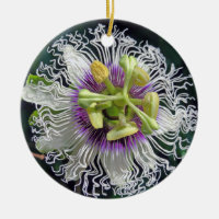Flor de Fruta de paixão