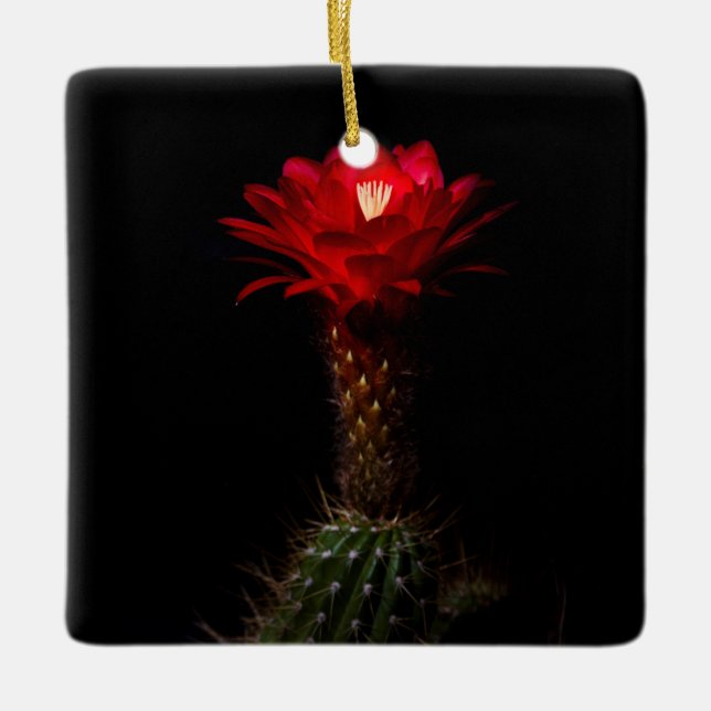Ornamento De Cerâmica Flor Red Toch Cactus (Frente)