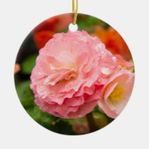 Flor rosa delicada após a chuva