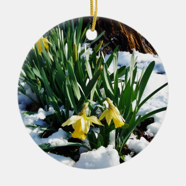 Ornamento De Cerâmica Flores amarelas Daffodils na neve (Frente)