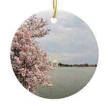 Flores de Cerejeira no Tidal Basin
