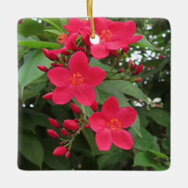 Ornamento De Cerâmica Flores Vermelhas de Jatropha (Frente)